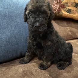 Mocha - Black female Poodle puppy in Flora, Illinois from Hanging Rock Poodles