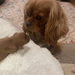 Ginger - Ruby female Cavalier King Charles Spaniel puppy in London, Arkansas from Frosty’s Cavaliers