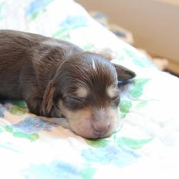 Boy 1 - Chocolate and cream male Dachshund puppy in Laurel, Mississippi from Kissinger Dachshunds