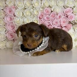 Brownie - Chocolate, tan and white male Yorkshire Terrier puppy in Illinois from Pretty Little Yorkies