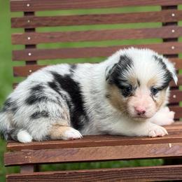 Full Tail - Blue merle and white female American Corgi puppy in Nashville, Arkansas from Whisenhunt Farms