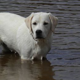 Labrador Retriever All Grown Up from MayCroft Labradors