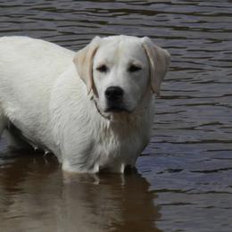 Labrador Retriever All Grown Up from MayCroft Labradors