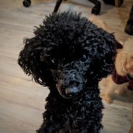 Chihuahua, Cockapoo, Cocker Spaniel, Poodle, Yorkipoo, and Yorkshire Terrier All Grown Up from Baker Kennels
