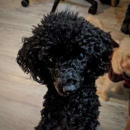 Chihuahua, Cockapoo, Cocker Spaniel, Poodle, Yorkipoo, and Yorkshire Terrier All Grown Up from Baker Kennels