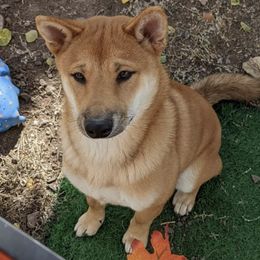 Shiba Inu from East Texas Shiba Inu