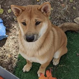 Shiba Inu from East Texas Shiba Inu