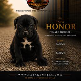 Honor (Pink) - Fawn female Boerboel puppy in Delta, Colorado from SATA Kennels