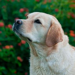 Labrador Retrievers from Sherfire Labrador Retrievers