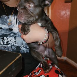 French Bulldog Puppies from Culichitown Frenchies