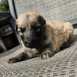 Yellow - Sable male German Shepherd puppy in Lebanon, Pennsylvania from East Coast k9's