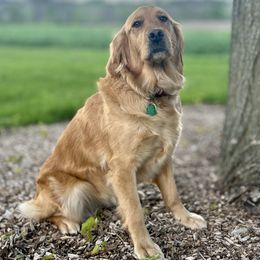 Kimber Lou - Golden Retriever