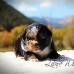 Australian Shepherd Puppies from Libre Winds Australian Shepherds