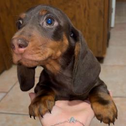Alvin - Chocolate and tan male Dachshund puppy in Goldthwaite, Texas from Mini Mama Dachshunds