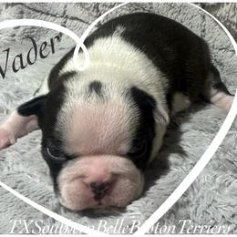 Vador - Black and white male Boston Terrier puppy in Brazos Point, Texas from TX Southern Belle Bostons