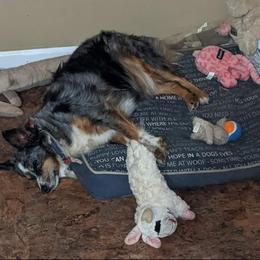 Miniature Australian Shepherd All Grown Up from Elegant Aussie