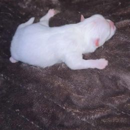 Boy 1 - White male Pomeranian puppy in Angleton, Texas from Pomeranian Palace, LLC
