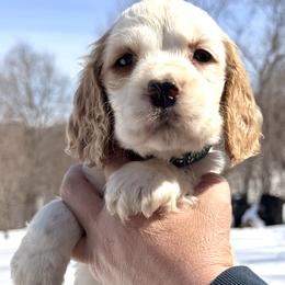 Colorado - Lemon and white male English Springer Spaniel puppy in Bay City, Wisconsin from Springer Hills Farm