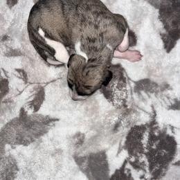 K - White and fawn brindle male Whippet puppy in London, Kentucky from Tigger’s Whippets