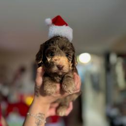 Joy - Merle female Goldendoodle puppy in Miami, Florida from Milk Drunk Doodles And Poodles