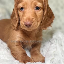 Dachshund Puppies from Dan River Dachshunds