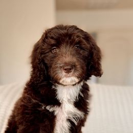 Bunny - Brown and white female Bernedoodle puppy in Maricopa, Arizona from Desert Ridge Doodles