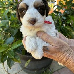 Hersey - Parti male Miniature Schnauzer puppy in Sylvania, Georgia from Southern Sky Miniature Schnauzers