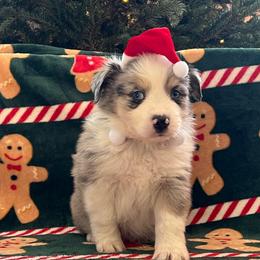 BMM2 - 2 blue eyes - Blue merle male Miniature Australian Shepherd puppy in Connelly Springs, North Carolina from Appalachian Aussies