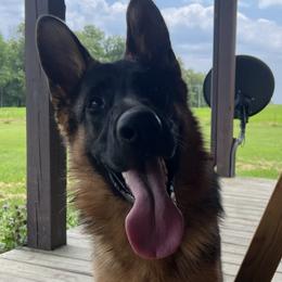 German Shepherd Puppies from Aus Gerstbrei German Shepherds