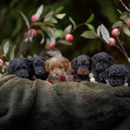 Cavapoo, Cockapoo, and Poodle Puppies from Heavenly Puppies to Love