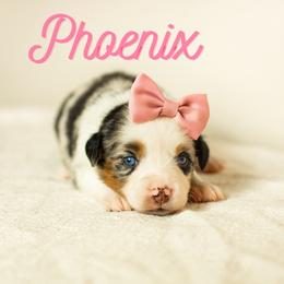 Phoenix - Blue merle female Miniature Australian Shepherd puppy in Waco, Texas from Blue Rain Aussies