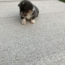 Pembroke Welsh Corgi Puppies from Corgis By Tally