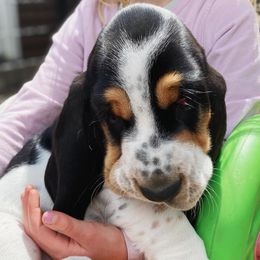Basset Hounds from Baskins Creek Basset Hounds