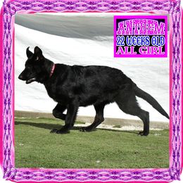 ANTHEM - Black female German Shepherd puppy in Murrieta, California from Diamond Oaks German Shepherds