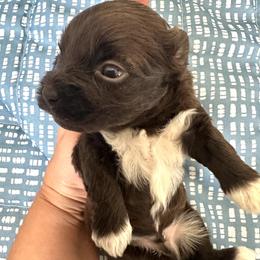 Goal - Chocolate male Havanese puppy in Arizona from HavaDoggie