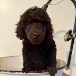 Possible - Brown male Poodle puppy in Florence County, South Carolina from Modern Family Standards
