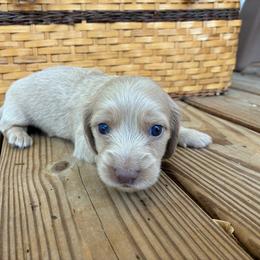 S'mores - Fawn (isabella) and cream male Dachshund puppy in Dobson, North Carolina from Oakleys Dachshund Haven