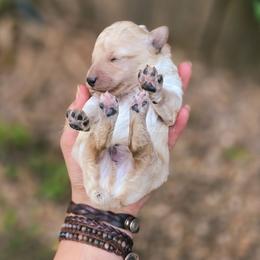 Saffron - Cream male Aussiedoodle puppy in Centreville, Mississippi from Trin's Designer Doodles