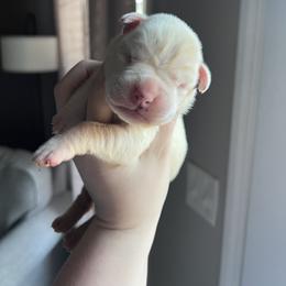 Girl 3 - White female Boxer puppy in Henderson, Tennessee from Vom Broadvalley