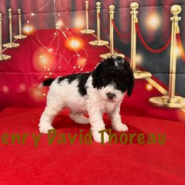 Henry David Thoreau - Tri-color male Australian Labradoodle puppy in Alamo, Texas from QuiSal Labradoodles