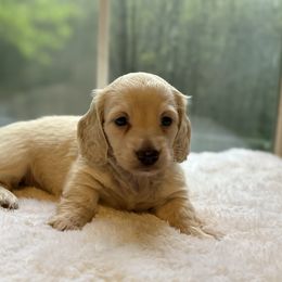 Girl 3 - Cream Dachshund puppy in Newport, Tennessee from Foothills Mini Doxies