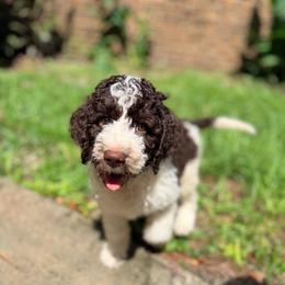 Cedar - Parti male Goldendoodle puppy in Macclenny, Florida from Baker County Goldendoodles