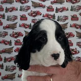 Frosty - Black and white male English Springer Spaniel puppy in Casnovia, Michigan from DESK Springer Spaniels