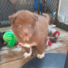 Pomsky Puppies from Zeuskis Pomskies