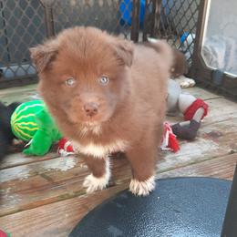 Pomsky Puppies from Zeuskis Pomskies