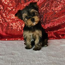Demi - Blue and gold female Yorkshire Terrier puppy in Monticello, Iowa from Ashley’s Puppies