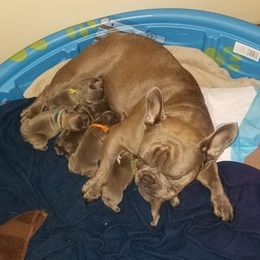 French Bulldog Puppies from Blue Cedar Kennels