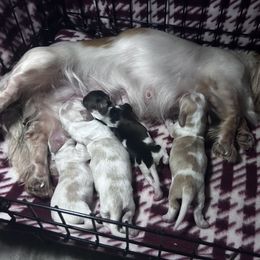 Dachshunds from Elo’s Doxies and Doxiepoos