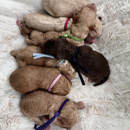 Poodle puppies from Anam Cara Pups