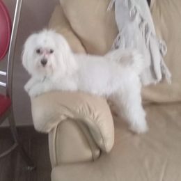 Lizzy - Maltese